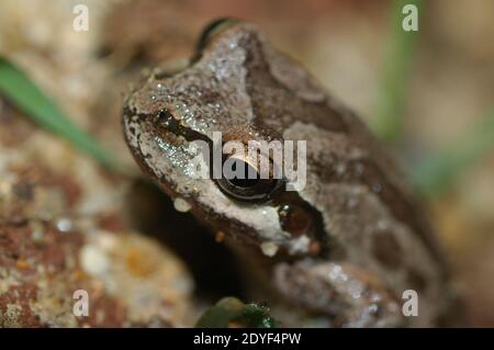 Baja California Treefrog Tree Frog in Burrow Hole (Pseudacris hypochondriaca hypochondriaca) Banque D'Images