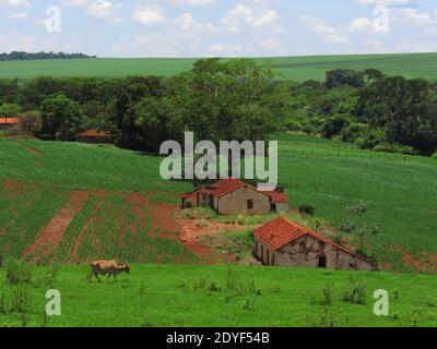 Vache et maisons simples dans la campagne. Bétail marchant près de maisons rustiques dans une terre agricole Banque D'Images