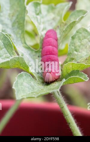 Chenille rose sur la feuille Banque D'Images