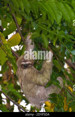 Sloth à trois doigts, à gorge brune, suspendu à l'arbre (Bradypus variegatus) Banque D'Images