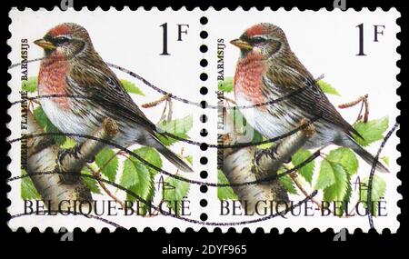 MOSCOU, RUSSIE - 22 FÉVRIER 2019 : deux timbres-poste imprimés en Belgique montrent le Redpoll commun (Carduelis flammea), série oiseaux de Buzin, vers 1995 Banque D'Images