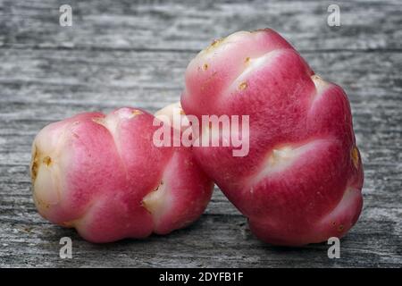 Yam de Nouvelle-Zélande (Oxalis tuberosa), également appelé uqa ou oca. Cette racine exotique rouge vif est un aliment utilisé dans les Andes Banque D'Images