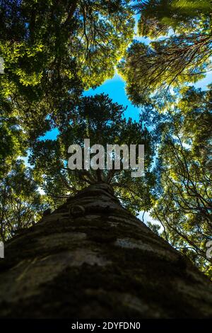 Photo à angle bas d'un arbre kauri avec une vue rapprochée de son rondin. Recherche de l'arbre Banque D'Images