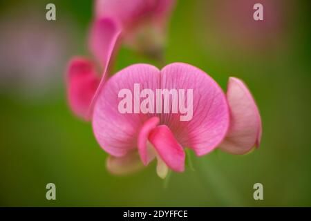 Lathyrus latifolius. Fleur de pois à feuilles larges et persistantes. Troy, Montana, États-Unis. Lathyrus latifolius est une plante herbacée vivace qui est indigène à E Banque D'Images