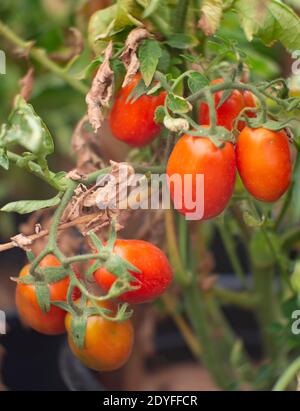 Solanum lycopersicum. Tomate ROM rouge, Troy, Montana, États-Unis la tomate ROM est une tomate prune, utilisée dans la fabrication de la pâte de tomate. Ils sont également connus sous le nom d'Italie Banque D'Images