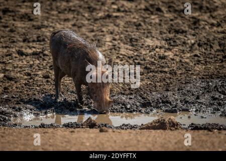 Le warthog commun se tient à boire depuis le trou d'eau boueux Banque D'Images