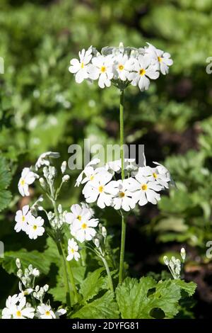 Sydney Australie, tige d'un primula malacoides ou d'un primrose fée avec anneau de petites fleurs blanches Banque D'Images