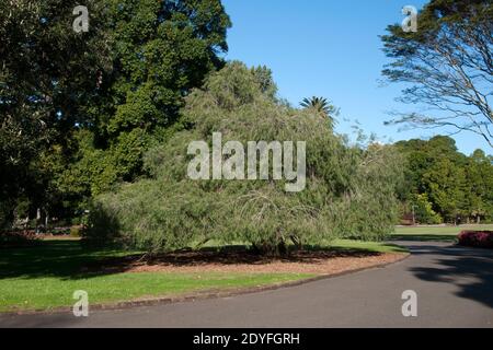 Sydney Australie, gros agonis flexuosa ou arbre à myrte de saule à côté de la route Banque D'Images