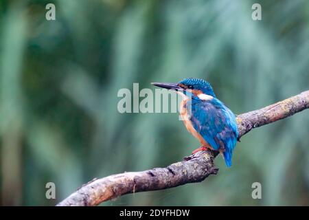 Magnifique oiseau de Kingfisher bleu, mâle de Common Kingfisher, assis sur une branche, profil arrière. Fond vert nature. Banque D'Images