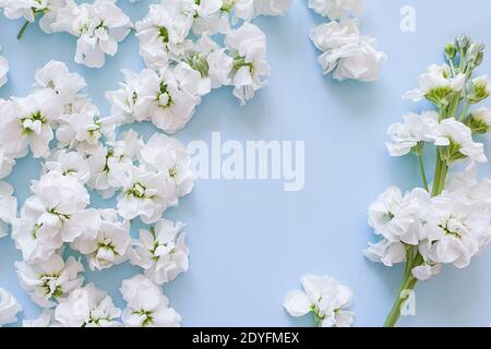 Cadre rond fleuri en petites fleurs de matthiola blanches. Fond bleu romantique et fleurs délicates. L'endroit pour votre produit cosmétique est ici. Banque D'Images