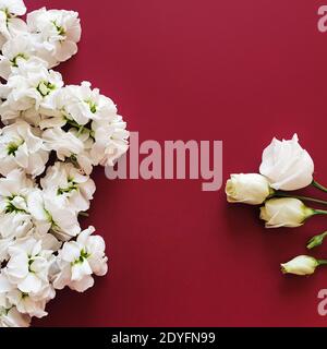 Blanc différentes fleurs sont sur un fond rouge foncé. La base de l'invitation. Arrière-plan du produit. Place pour le texte. Concept de beauté. Vue de Banque D'Images