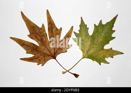 Feuille de Sycamore sur fond blanc. Feuille de Sycamore en automne. Banque D'Images
