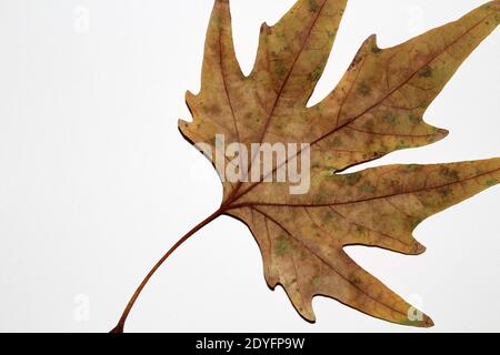 Feuille de Sycamore sur fond blanc. Feuille de Sycamore en automne. Banque D'Images