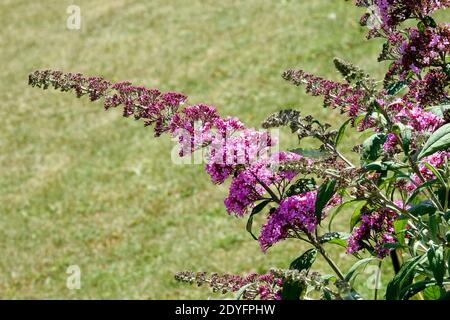 Buddleja Rose délice Buddleia davidi longue panicule Banque D'Images