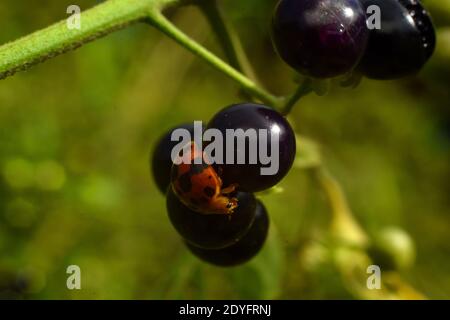 Une coccinelle perchée sur des fruits noirs de nuit Banque D'Images