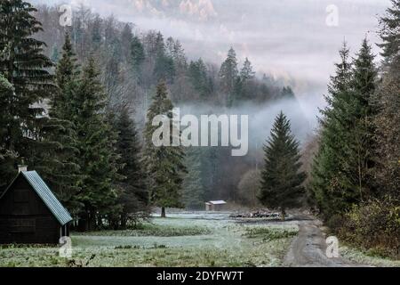 Scène d'automne dans la forêt brumeuse, montagnes de Big Fatra, République slovaque. La beauté dans la nature. Banque D'Images