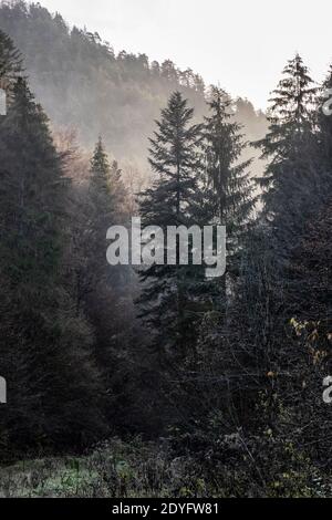 Scène d'automne dans la forêt brumeuse, montagnes de Big Fatra, République slovaque. La beauté dans la nature. Banque D'Images