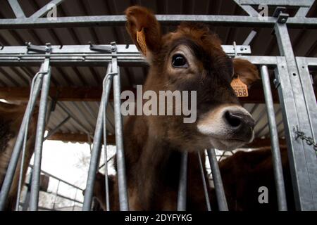 Voyage de Yannick Jadot en Bretagne sur le thème de la transition agricole. La candidate Europe Ecologie les Verts (EELV) à l'élection présidentielle Banque D'Images