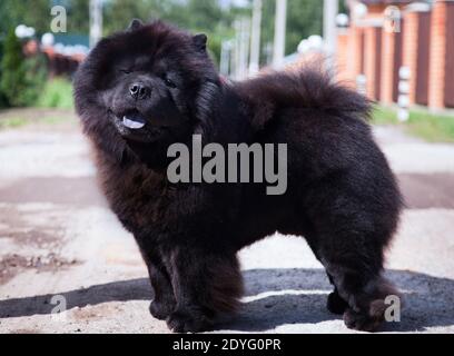 Un grand chien noir de race Chow Chow Chow, à la bouche ouverte et à la langue bleue, se tient sur la piste Banque D'Images