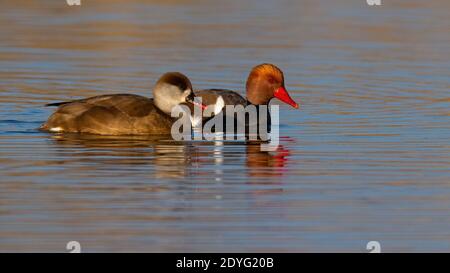 Deux pommeraies à crête rouge nageant à la surface de l'eau illuminées le matin dim Banque D'Images