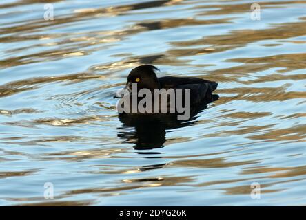 Un canard touffeté de couleur drab tourbillonne sur un lac d'eau douce intérieur. Les canards plongeurs les plus communs qu'ils plongent à la recherche d'invertébrés Banque D'Images