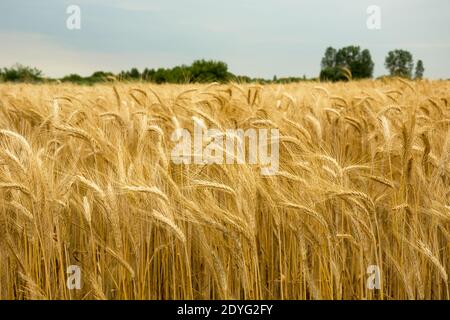 Oreilles dorées de triticale, horizon et ciel, jour d'été Banque D'Images