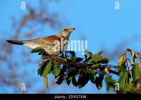 Un tarif adulte (Turdus pilaris) Alimentation des baies en hiver au Royaume-Uni Banque D'Images