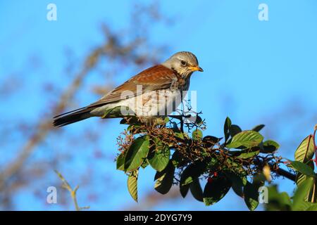 Un tarif adulte (Turdus pilaris) Alimentation des baies en hiver au Royaume-Uni Banque D'Images