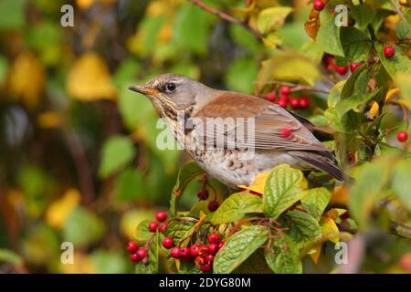 Un tarif adulte (Turdus pilaris) Alimentation des baies en hiver au Royaume-Uni Banque D'Images