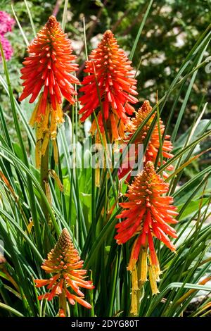 Kniphofia Poco Dwarf Torch Lily, Kniphofia Red Hot poker Banque D'Images