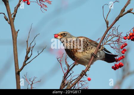 Un tarif adulte (Turdus pilaris) Alimentation des baies en hiver au Royaume-Uni Banque D'Images