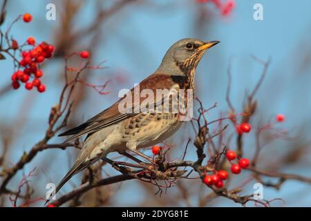 Un tarif adulte (Turdus pilaris) Alimentation des baies en hiver au Royaume-Uni Banque D'Images