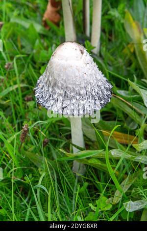 Un petit/jeune bouchon à encre de cachagny (coprinus comatus) trouvé sur un sentier près de la Tamise, Walton-on-Thames, Royaume-Uni. Banque D'Images