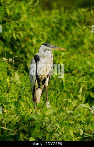 Le Héron Cocoi (Ardea cocoi) Banque D'Images