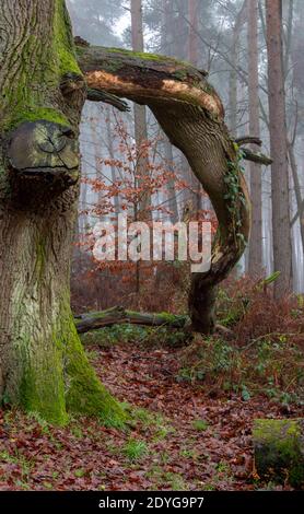 Un chêne à la fin de l'automne, par une journée brumeuse, avec un gouffeau cassé Banque D'Images