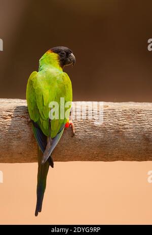 Parakeet à capuchon noir (Nandeyus nenday), également connu sous le nom de Nanday Parakeet Banque D'Images