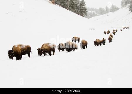 Bison américaine (Bison bison) dans un seul fichier qui se déplace dans la neige Banque D'Images