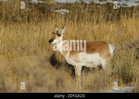 L'Antilope d'Amérique (Antilocapra americana) Banque D'Images