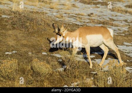 L'Antilope d'Amérique (Antilocapra americana), homme Banque D'Images