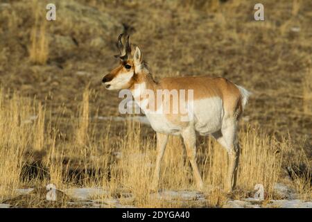 L'Antilope d'Amérique (Antilocapra americana), homme Banque D'Images