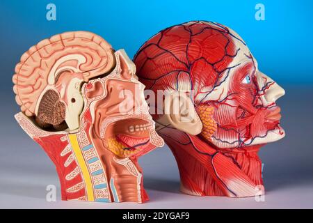 Physiologie humaine - modèle montrant une coupe transversale de la tête et du cerveau humains. Banque D'Images