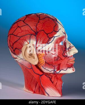 Physiologie humaine - modèle de la tête humaine montrant les principaux vaisseaux sanguins et muscles. Banque D'Images