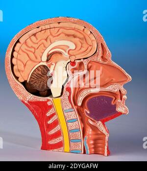 Physiologie humaine - modèle montrant une coupe transversale de la tête et du cerveau humains. Banque D'Images