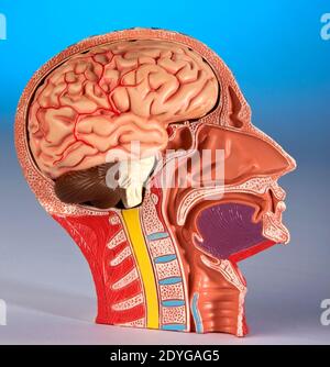 Physiologie humaine - modèle montrant une coupe transversale de la tête et du cerveau humains. Banque D'Images