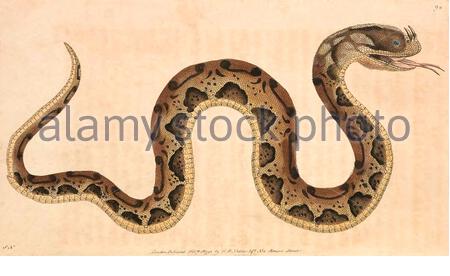 Rhinocéros viper (Bitis nasicornis), illustration ancienne publiée dans la Miscellany du naturaliste de 1789 Banque D'Images