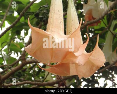 Gros plan de fleurs qui poussent sur l'arbre Brugmansia Banque D'Images