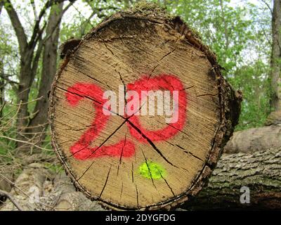 Couper le bois peint numéro 20 de couleur rouge Une forêt hongroise Banque D'Images