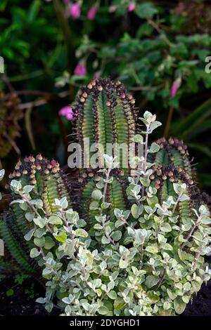Ferocactus,mélange,schéma de plantation mixte,cactus,cactus,feuilles vivaces argentées,feuillage argenté,plantation éclectique,RM floral Banque D'Images