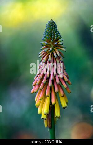 Kniphofia thomsonii Kichocheo,nénuphars,poker chaud rouge,bourgeons orange ouverts à étouffés fleurs d'abricot-jaune, pic de fleurs tubulaires, fleurs, fleurs, fleurs Banque D'Images