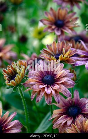 Rudbeckia hirta Sahara,les yeux noirs Susan Sahara,Coneflower Sahara,Gloriosa daisies,semi-double,doubles fleurs,nuances subtiles de cuivre caramel et p. chaud Banque D'Images